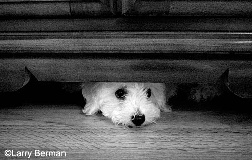 puppy under the furniture