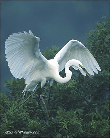 "Great Egret Landing"