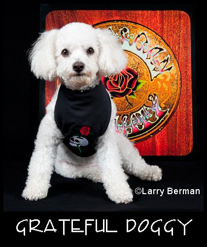 Grateful Dead Doggy