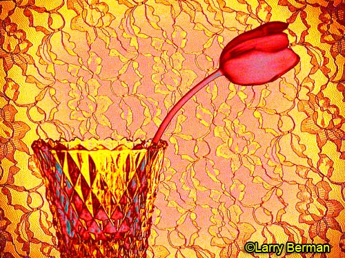 Color infrared photographs of everyday objects  by Larry Berman
