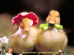Teddy Bears, Kittens and Ducks