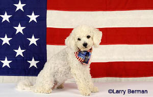 patriotic puppy dog